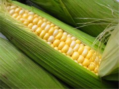 How to Preserve Fresh Corn