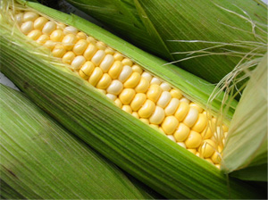 how to preserve fresh corn